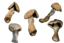Penis Envy Magic Mushrooms