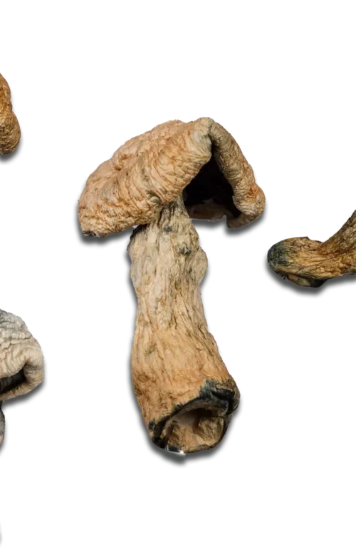Penis Envy Magic Mushrooms
