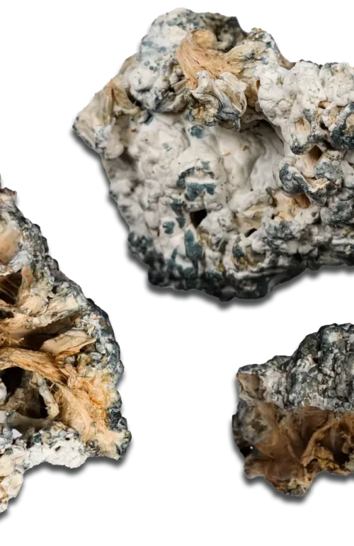 Enigma Magic Mushrooms