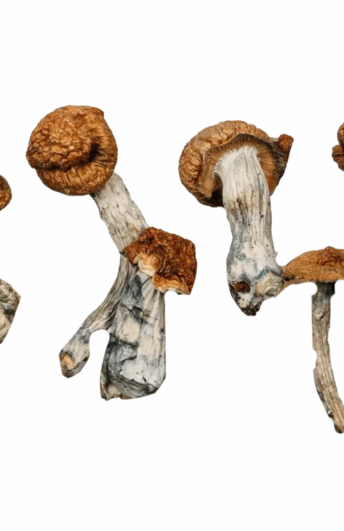 Golden Teacher Magic Mushrooms